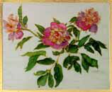 Peonies